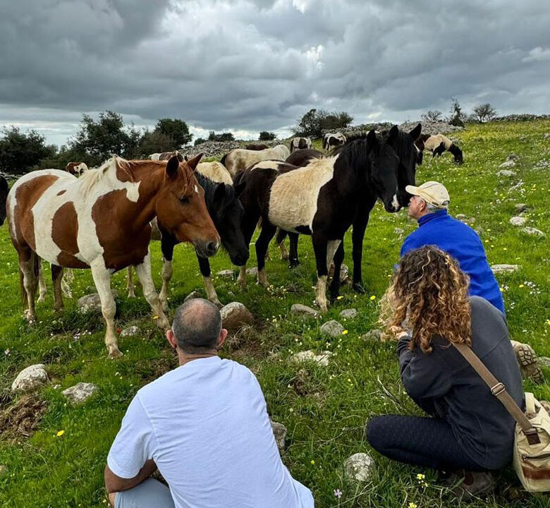טיפול להלומי קרב ובני משפחותיהם